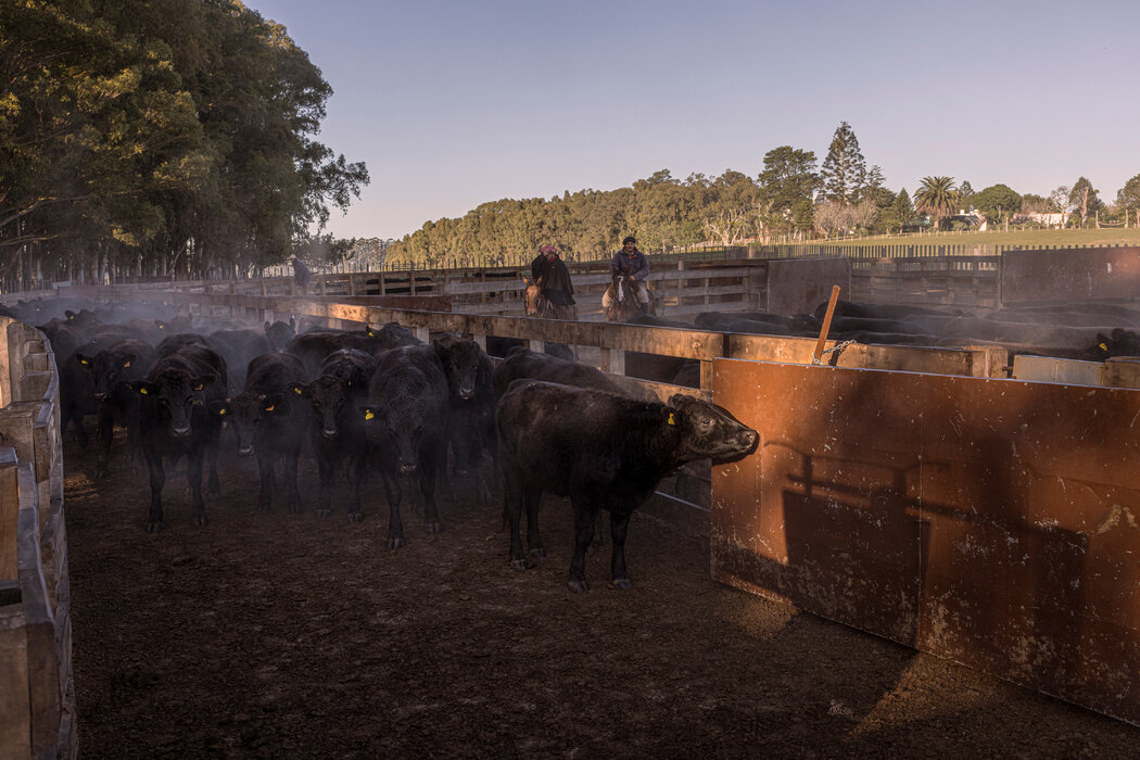 和牛-安格斯品种的小牛将成为乌拉圭的一种出口产品。世界银行一名前首席经济师说，非洲和拉丁美洲的出口导向型增长步履艰难，是因为政府未能保护和补贴新兴工业。