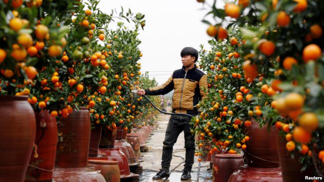 A farmer waters kumquat trees for sale ahead of the Vietnamese 