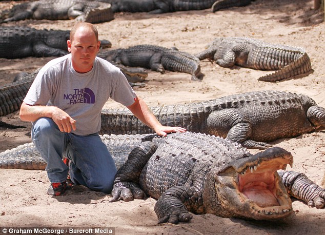 Photographer: Graham McGeorge sits touching an alligator at the St Augustine Alligator Farm, Florida USA