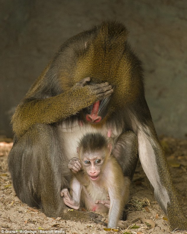 Ashamed: A Mandrill parent holds her head in her hands while caring for her three month old baby 