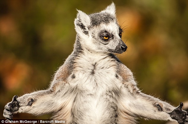 Death stare: A camera-shy Ring-tailed lemur does not look happy as he gets his photo taken