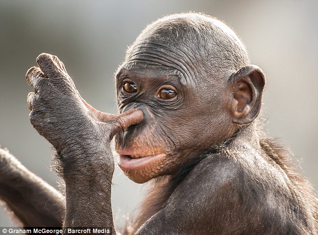 Red-handed: Kenge the four-year old bonobo is caught as he picks her nose at Jacksonville Zoo
