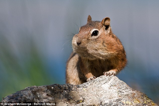 Mouth-full: A chipmunk looks like it has eaten more than it should have at Bear Lake, Colorado