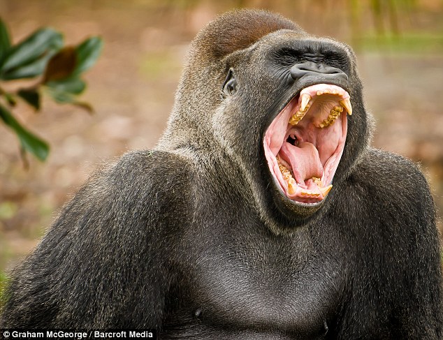 Sleepy: Lash the 38-year-old male silver-back gorilla looks tired as he shows his teeth when taking a huge yawn 