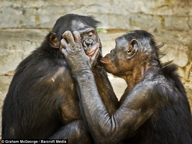 Kiss: Two bonobos appear to show affection to one another as they groom at Jacksonville Zoo