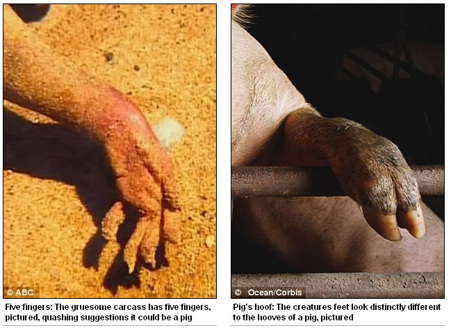 Pig's hoof: The creatures feet look distinctly different to the hooves of a pig, pictured 