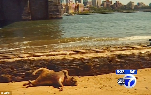 Shocking find: Photographer Denise Ginley came across the creature, pictured, while walking under the Brooklyn Bridge