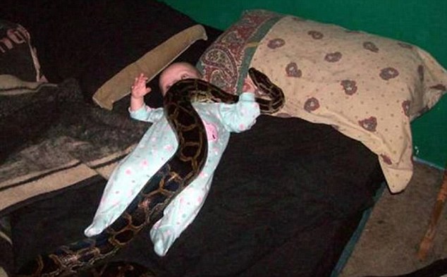 Shock: A huge snake sits on top of a tiny baby as it lies on a bed in this sickening image
