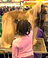 Dog Show