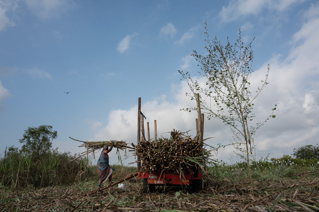 在马哈拉施特拉邦的帕瓦瓦迪装载甘蔗。承包商在旺季前预支工资给工人，在旺季结束时往往宣布工人仍有债务。