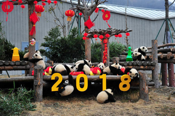 These adorable Chinese pandas joined the New Year festivities today