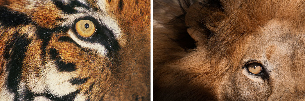 老虎的眼睛（左）和狮子的眼睛（右）拥有圆形的瞳孔。 