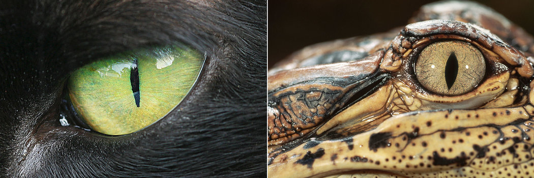 猫的眼睛（左）和美国短吻鳄的眼睛（右）拥有竖条状的瞳孔。 