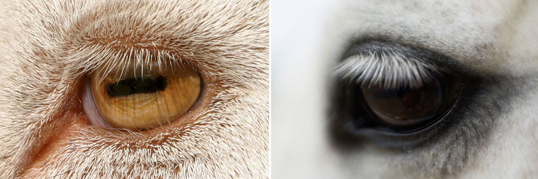 山羊的眼睛（左）和马的眼睛（右）拥有水平状的瞳孔。 