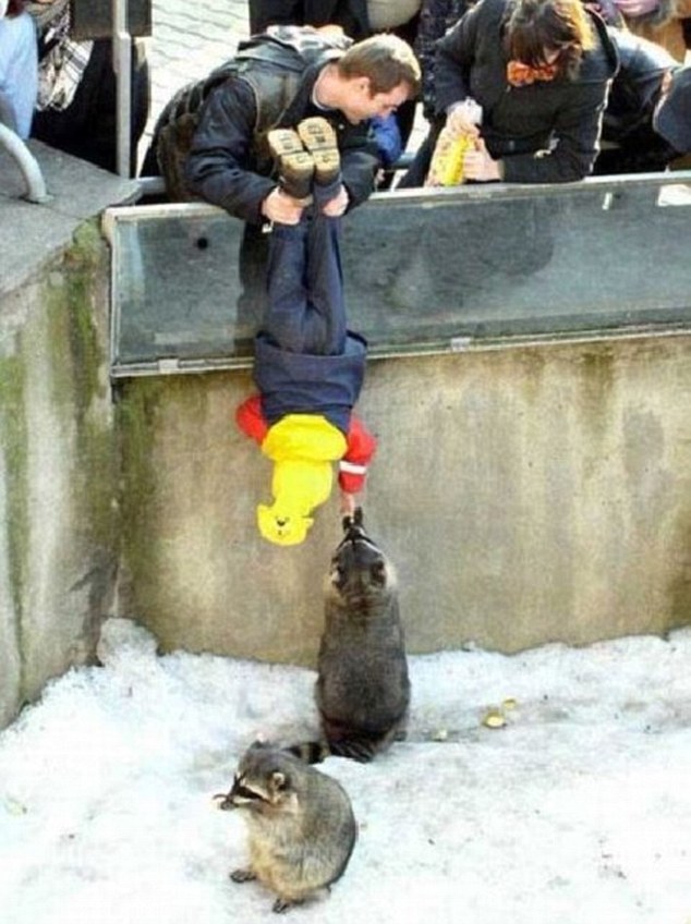 Into the raccoon's pen: This child is danged headfirst into a pen to feed a raccoon