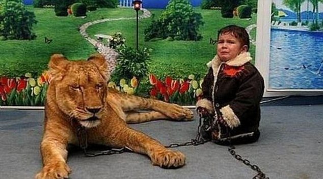 Into the lion's den: A child who looks terrified poses for a picture next to a lion