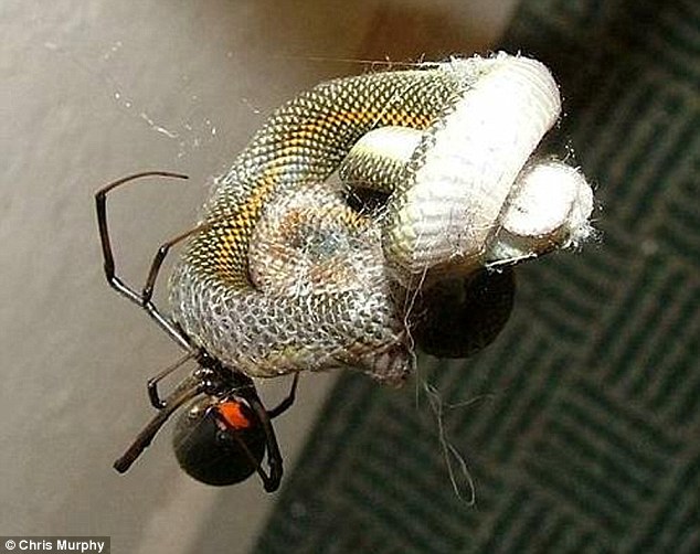 David and Goliath: The 14cm-long spider makes light work of the snake, pulling it into a more manageable 'bite-sized' meal